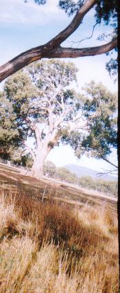 Do the gospels contain a critique of Greek philosophy?